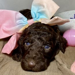 Poodle Puppies from Designer Poodles