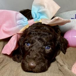 Poodle Puppies from Designer Poodles