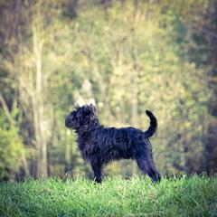 Affenpinschers from Fire Mountain Affenpinschers