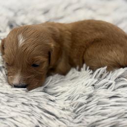 Audie - Red  male Goldendoodle puppy in Ambrose, Georgia from Brandilyn's Aussies