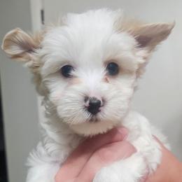 Beauty - Tan and white female Yorkshire Terrier puppy in Hamilton, Ohio from Purebred Yorkies of Ohio