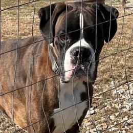 Bel-Air - Boxer
