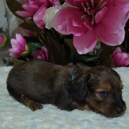Dachshund Puppies from CLARK'S BREEDING PROGRAM