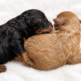 Poodle puppies from Bows and Bow Ties