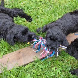 Giant Schnauzer puppies from Tseekhah (Complete Darkness) Kennel