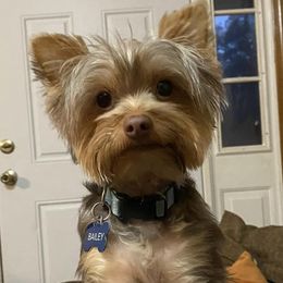 Yorkshire Terriers from Yorkie Patch Kennels