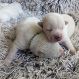 Pomsky Puppies from Valparaiso Pomskys