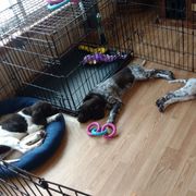 Small Munsterlander Pointer Puppies from Vom Eiswald Kleine Munsterlanders