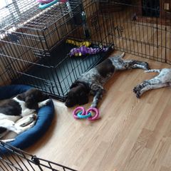 Small Munsterlander Pointer Puppies from Vom Eiswald Kleine Munsterlanders