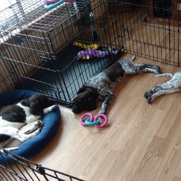 Small Munsterlander Pointer Puppies from Vom Eiswald Kleine Munsterlanders