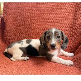 Girl 1 CKC Registered - Dapple female Dachshund puppy in Nacogdoches, Texas from S7 Dachsunds