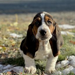Basset Hound Puppies from Plummer Mountain Kennels
