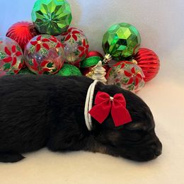Snowflake - Black and tan female German Shepherd puppy in Walla Walla, Washington from Silver Knight Shepherds