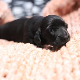Hestia - Brindle female Dachshund puppy in Eaton, Ohio from Miniature Alphas Dachshunds