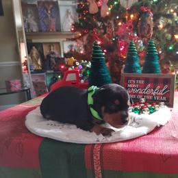 Boxer and Miniature Pinscher Puppies from Pike's Pups