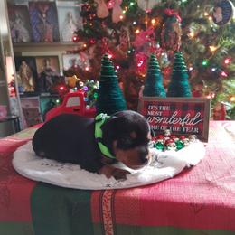Boxer and Miniature Pinscher Puppies from Pike's Pups