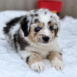 Miniature Australian Shepherd Puppies from Quartz Creek Aussies