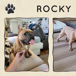 Rocky - French Bulldog
