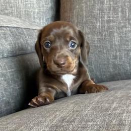 Rose - Chocolate and tan female Dachshund puppy in Tonopah, Arizona from Brandie's Dachshunds