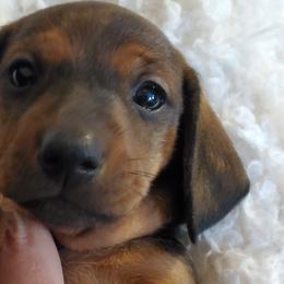 Otto - Dachshund puppy from Luna May's daschunds