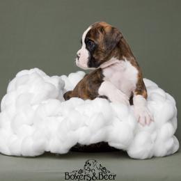 Brown - Brindle male Boxer puppy in Catlett, Virginia from Honey and Coal Kennels