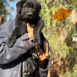 Orange boy - Black male German Shepherd puppy in Riverside, California from Von Der Sagobi