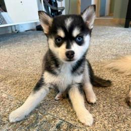 Celeste - Black and white female Pomsky puppy in Valparaiso, Indiana from Valparaiso Pomskys