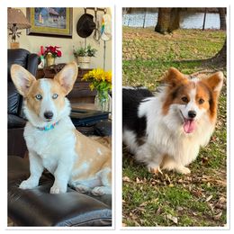 Pembroke Welsh Corgi puppies from Steele Family Farms