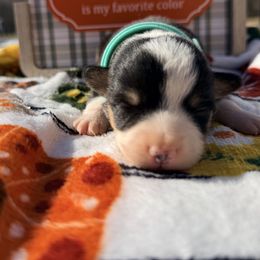 Turquoise blue - Black and tan male Pembroke Welsh Corgi puppy in Monterey, Tennessee from Co-Pilot Corgis