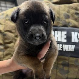 Loki - Gold brindle male Dutch Shepherd puppy in Watertown, Connecticut from APACHEK9