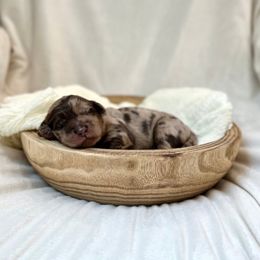Paprika - Merle female Labradoodle puppy in Newark, Ohio from Raising Doodles