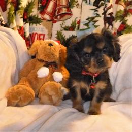 Cavachon, Cavalier King Charles Spaniel, and Cocker Spaniel Puppies from Walnut Grove Cavaliers