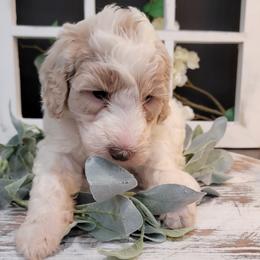 Aussiedoodle and Goldendoodle Puppies from Hunting Creek Kennels