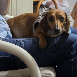 Lucy - Dachshund