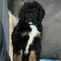 Tate - Assorted Doodle Crosses puppy from CelticDoods