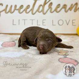 Guinness - Brown female Bernedoodle puppy in Owasso, Oklahoma from Kallams Bernedoodles & Bernese Mountain Dogs