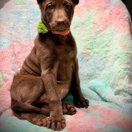 Sienna - Red female Xoloitzcuintli puppy in Victorville, California from Elegancia Vintage Xoloitzcuintle