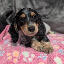 Serena the Black and Tan Piebald Girl - Piebald female Dachshund puppy in Pelion, South Carolina from Doitsujin Dachshunds