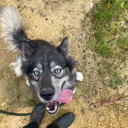 Andromeda's Haze - Agouti and white female Siberian Husky puppy in Sanbornton, New Hampshire from Kristie’s Husky Haven
