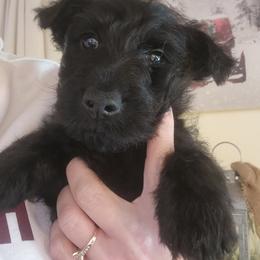 Scottish Terrier Puppies from Casie Scottish Terriers