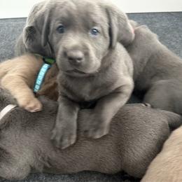 Pink collar - Black female Labrador Retriever puppy in Fontana, California from Silver Labrador of Southern California