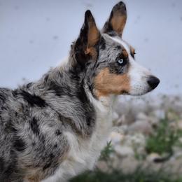 Cardigan Welsh Corgis from BELieve Cardigan Welsh Corgis