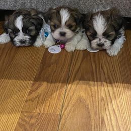 Shih Tzu Puppies from Lady Class Kennel