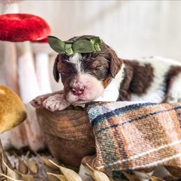 Sienna - Parti female Poodle puppy in Gaylord, Michigan from Dog Mom Co. Poodles