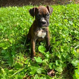 Girl 2 - Brindle female Boxer puppy in Prestonsburg, Kentucky from Diamond Standard Boxers