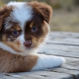 RMF-1 - Red merle female Miniature American Shepherd puppy in Baker City, Oregon from Back Country Aussies