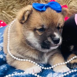 Dachshund, Miniature Australian Shepherd, and Shiba Inu Puppies from Elite Puppies of Oklahoma