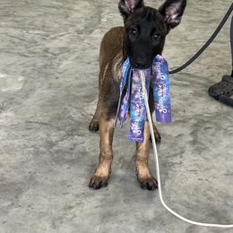 Belgian Malinois puppies from Z Domu Niedzwiedzia Malinois
