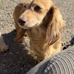 Callie - Dachshund