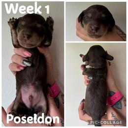 Poseidon - Chocolate and cream male Dachshund puppy in Michigan from M.H.P Dachshunds